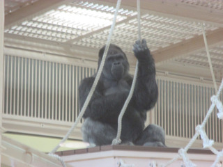 シャバーニ.jpg