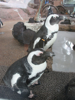IMG_2654.jpg